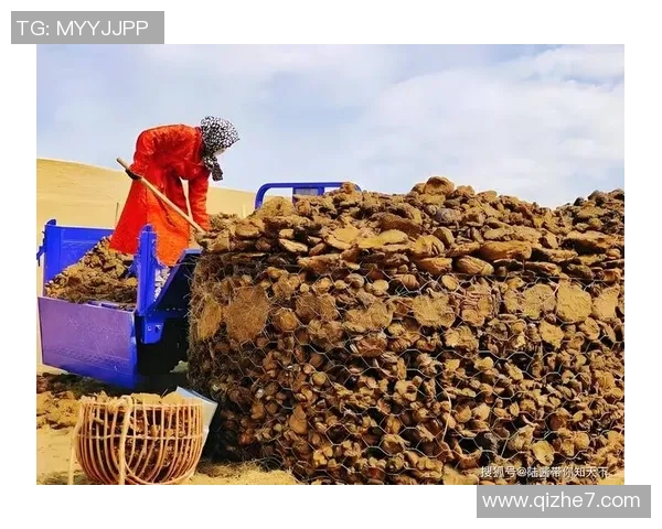 婆罗洲与帕森拉的生态对比与文化交融探讨